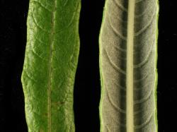 Salix viminalis. Upper (left) and lower leaf surfaces.
 Image: D. Glenny © Landcare Research 2020 CC BY 4.0